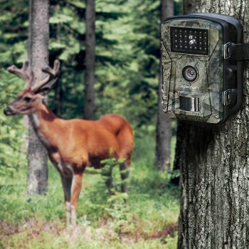 cheap-trail-camera